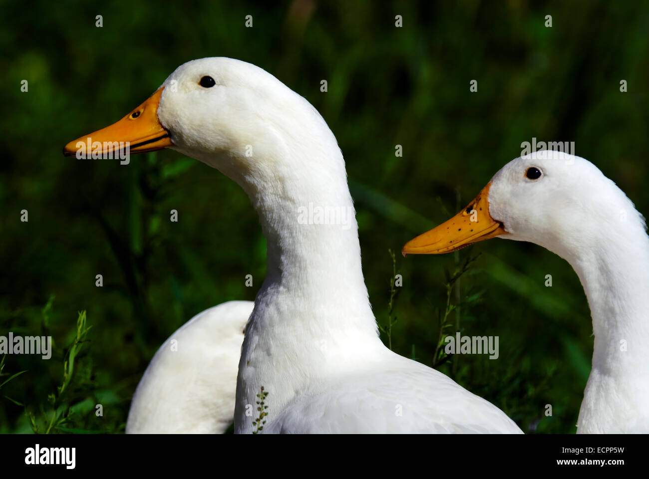 Un groupe de canards de Pékin dans l'herbe, près d'un étang adjacent au lac Monroe, Indiana, USA. Banque D'Images