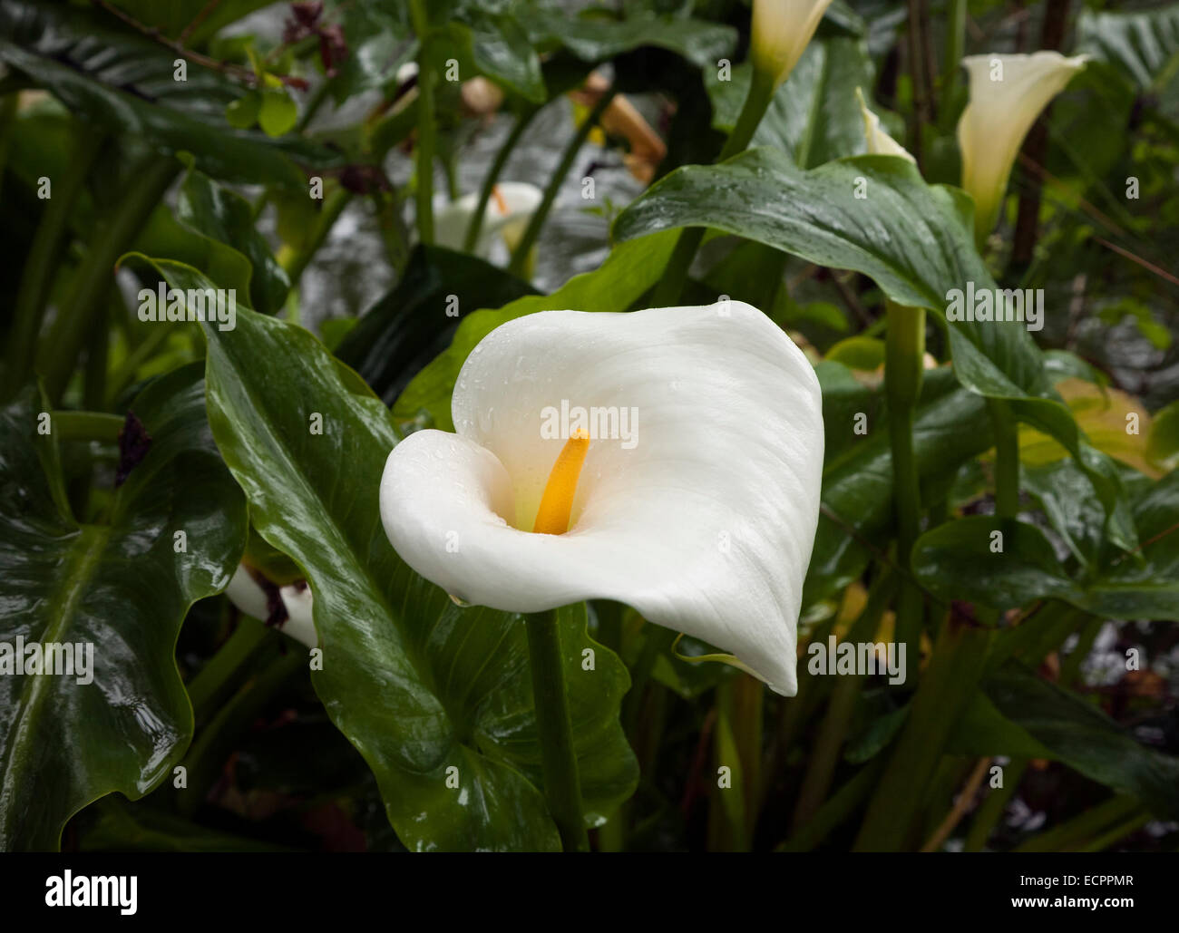 CA02538-00...CALIFORNIE -calla lily qui fleurit à la base de Strawberry Hill à San Francisco's Golden Gate Park. Banque D'Images