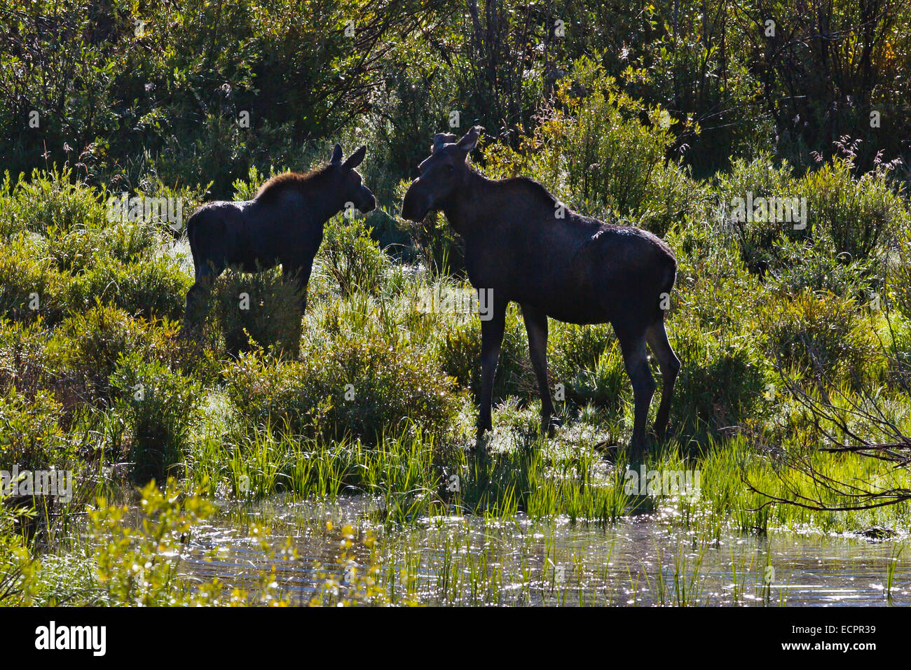 Une mère et bébé l'orignal dans les MONTAGNES ROCHEUSES - LE SUD DU COLORADO Banque D'Images