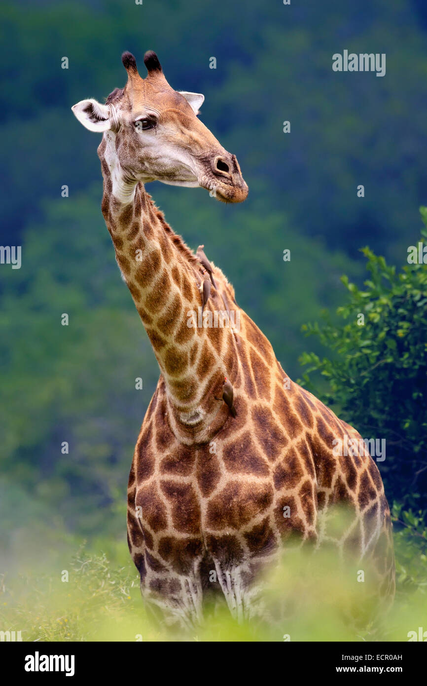 Girafe (Giraffa camelopardalis) portrait libre - Parc National Kruger (Afrique du Sud) Banque D'Images
