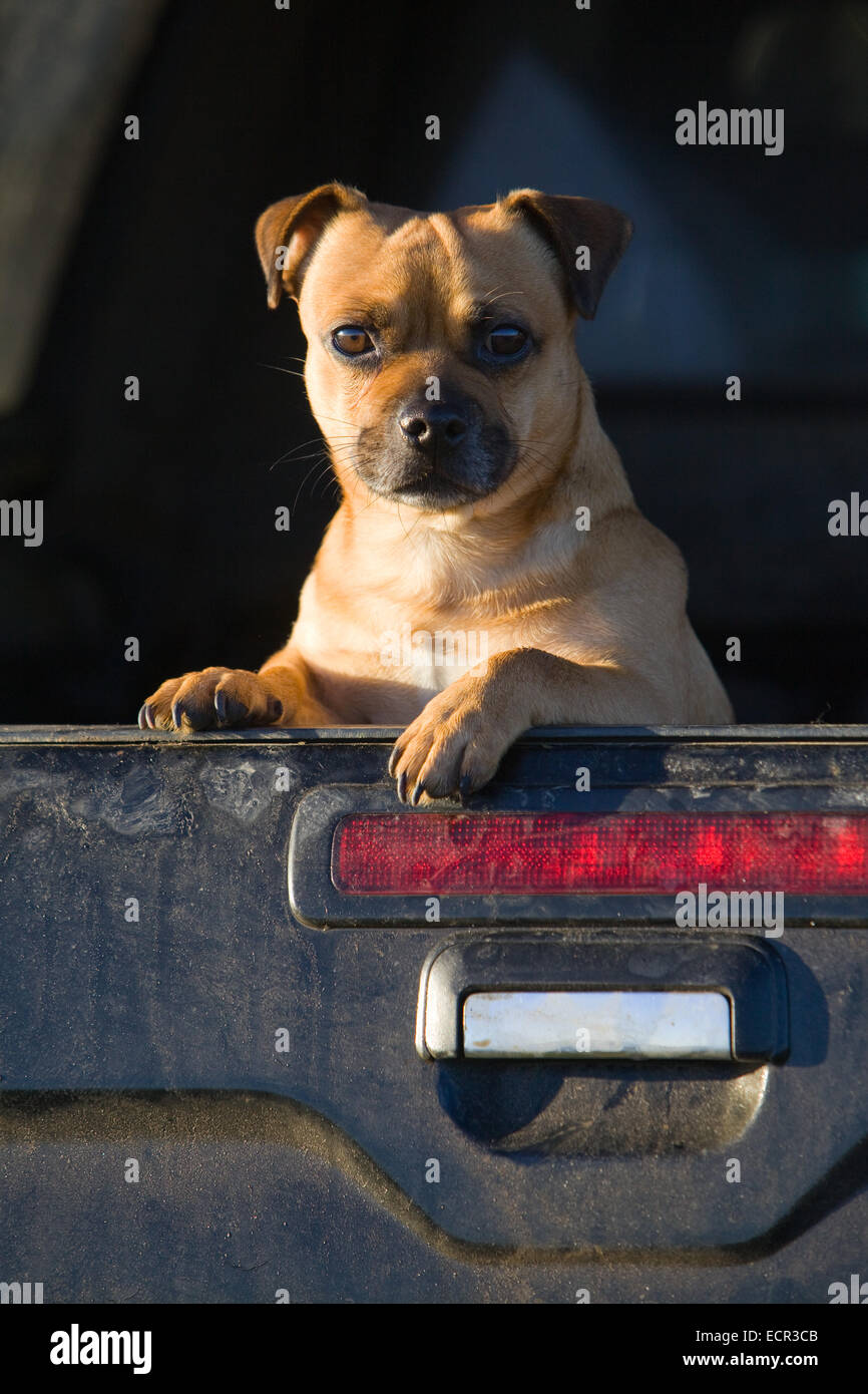 Un chien Pug sur le sort de l'arrière d'un camion. Banque D'Images