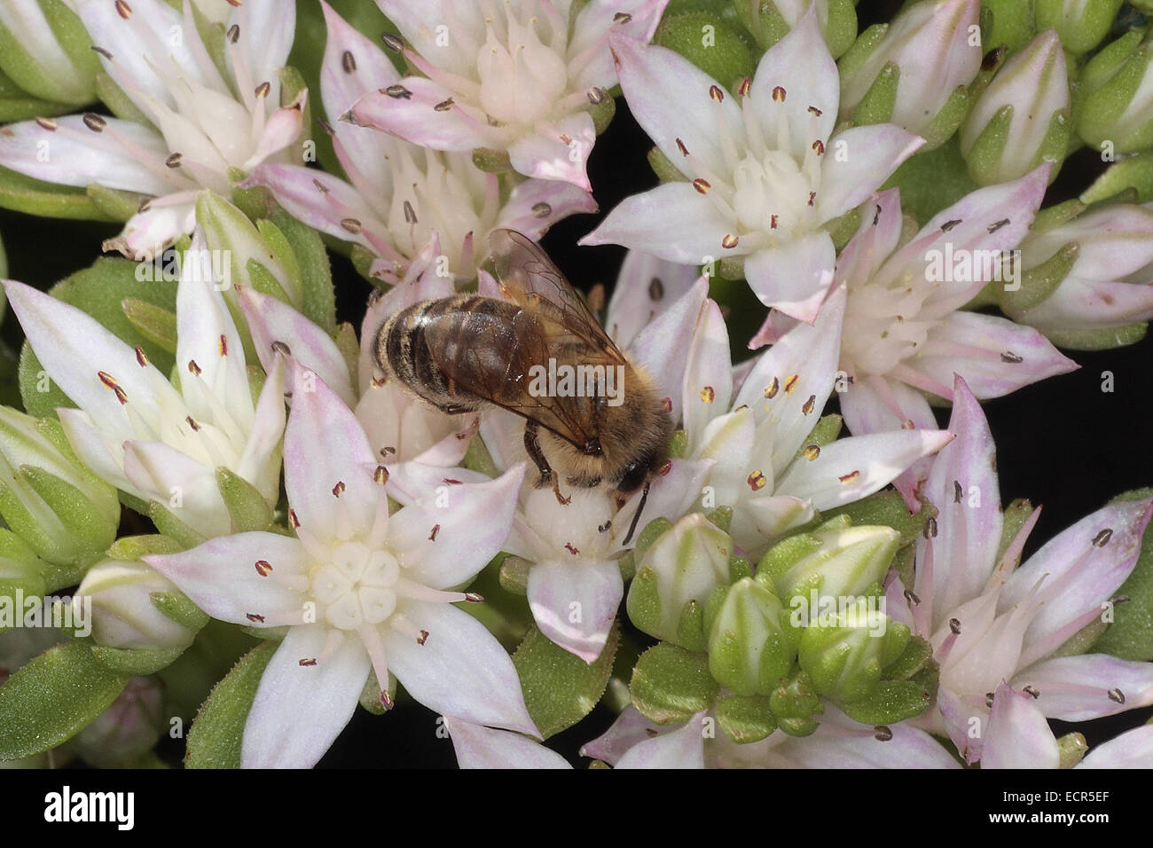 Une abeille (Apis mellifera L.) sur la fleur de l'orpin blanc (Sedum album L.). Photo : Klaus Nowottnick Date : juillet 16, 2009 Banque D'Images