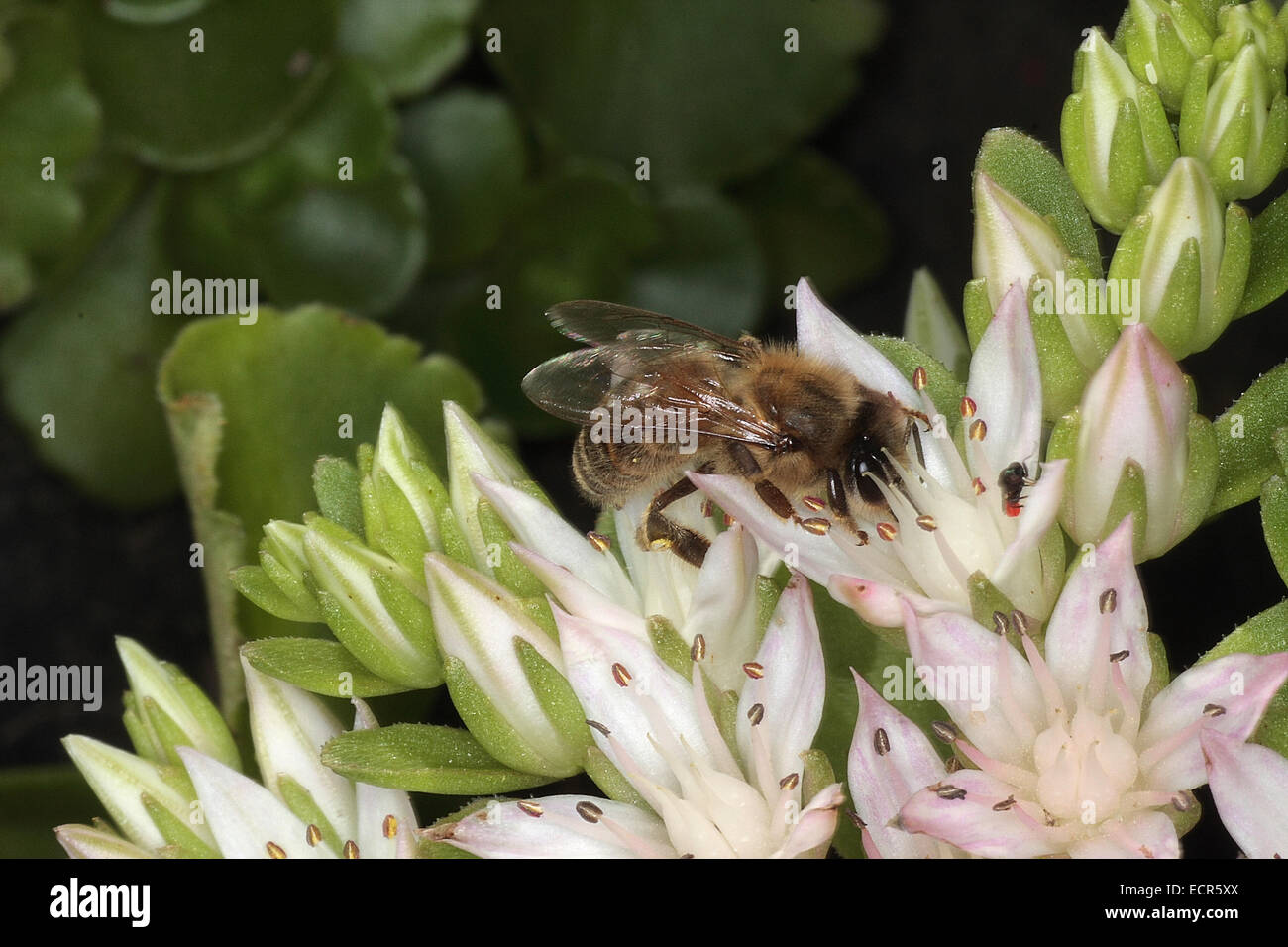 Une abeille (Apis mellifera L.) sur la fleur de l'orpin blanc (Sedum album L.). Photo : Klaus Nowottnick Date : juillet 16, 2009 Banque D'Images