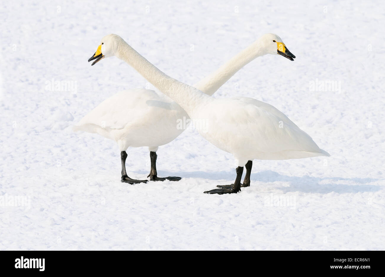 Deux cygnes chanteurs prises sur le lac Kussharo congelé profondément sur la partie nord-est de Hokkaido, Japon. Banque D'Images