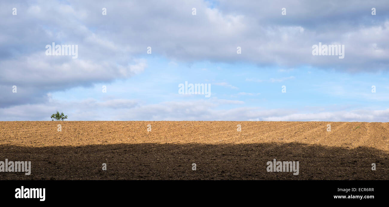 Arbre sur horizon de champ labouré les Cotswolds Gloucestershire Angleterre Rissington supérieur Banque D'Images