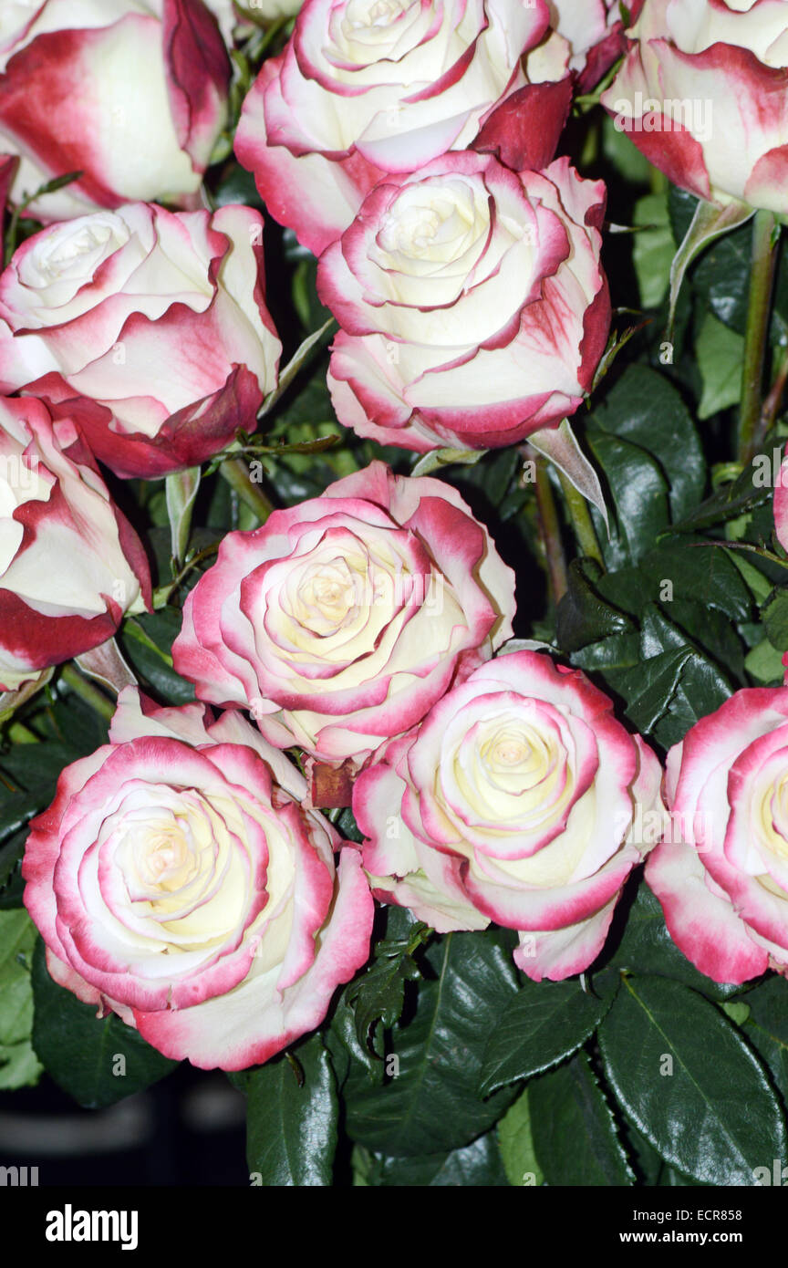 De nombreuses roses blanc bord rouge-pourpre, reine des fleurs Banque D'Images