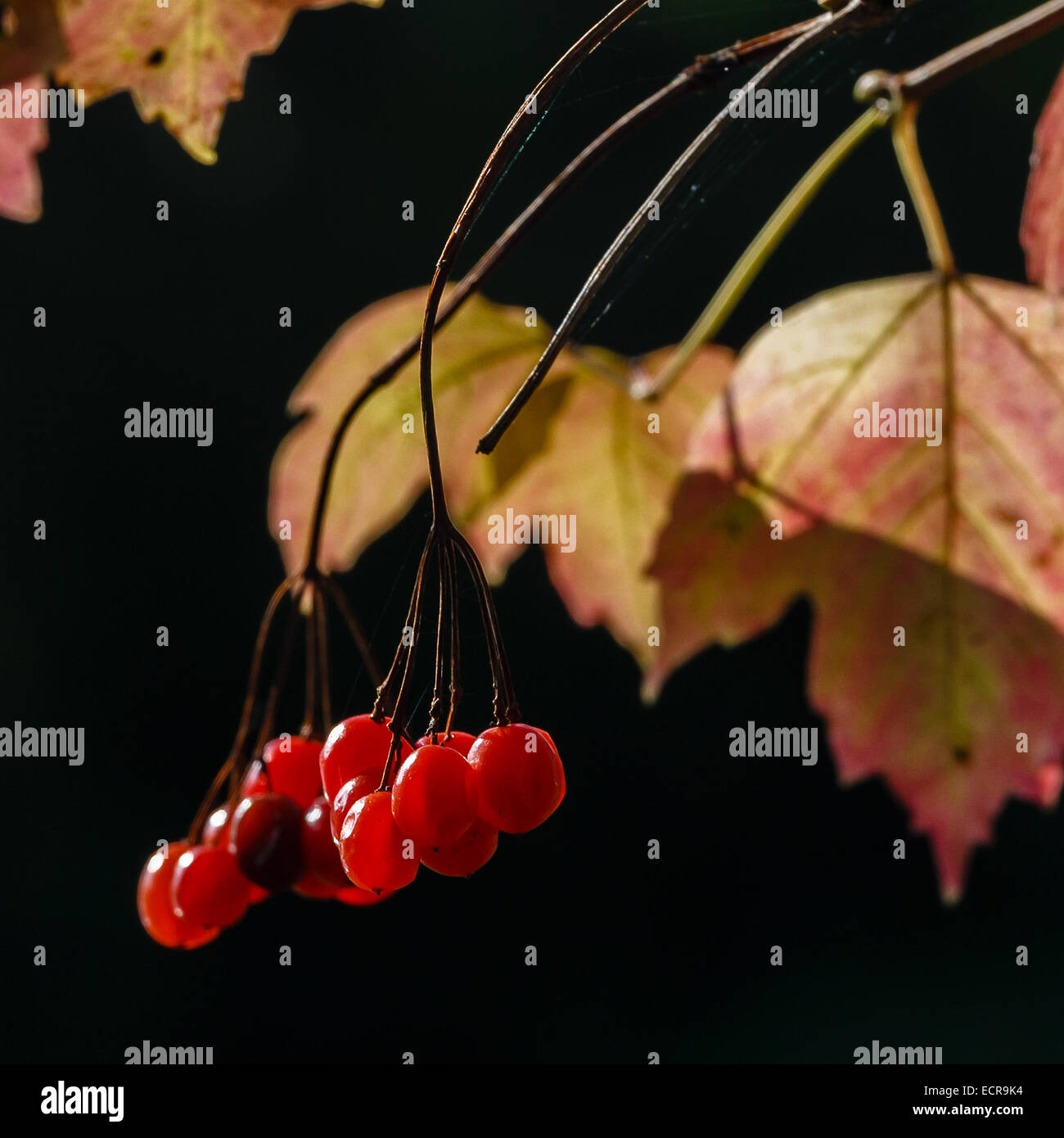 Close-up de fruits mûrs d'une guelder-rose Banque D'Images