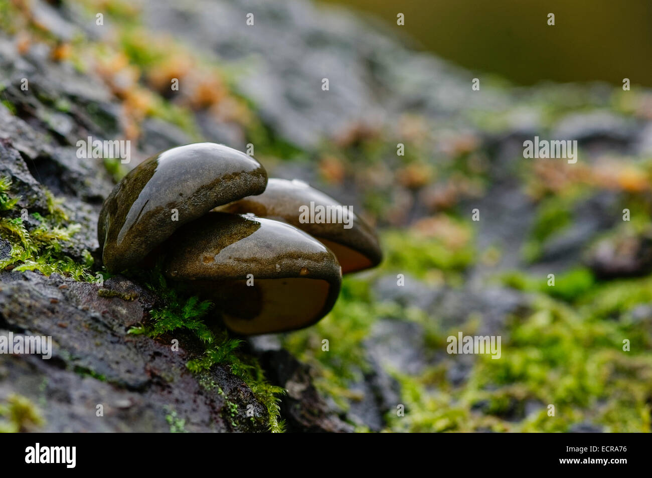 Trois amas de pleurotes gris foncé humides growing on tree trunk avec le lichen, vue du côté droit. Banque D'Images