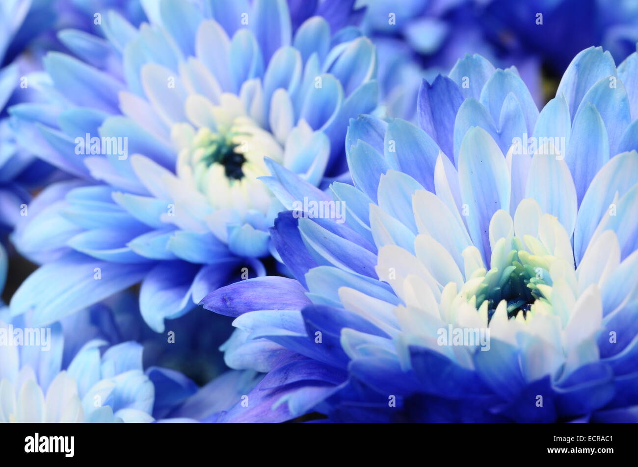 Close up de pétales bleu, blanc et pistils fleur coeur d'Aster pour le fond ou la texture Banque D'Images