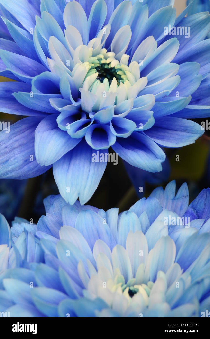 Close up de pétales bleu, blanc et pistils fleur coeur d'Aster pour le fond ou la texture Banque D'Images