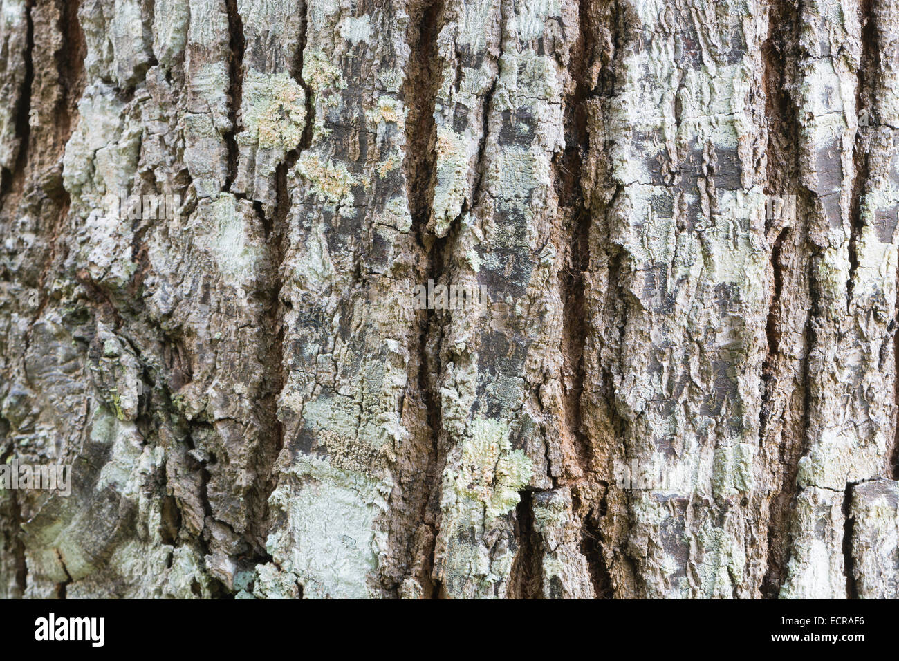 Old brown wood tree texture background pattern, texture de l'écorce Banque D'Images