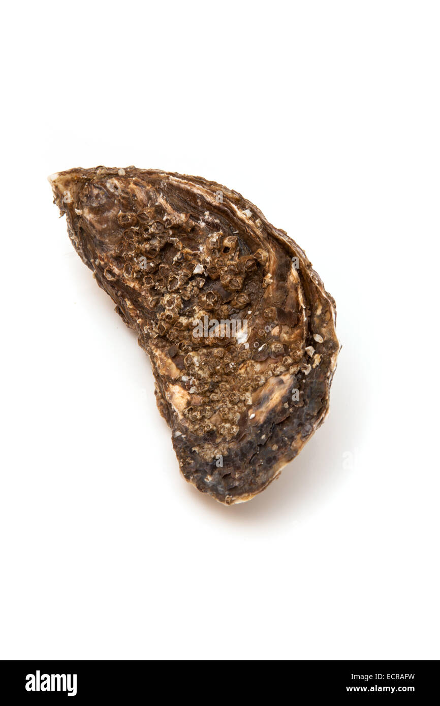 Oyster isolated on a white background studio. Banque D'Images Oyster isolated on a white background studio. Banque D'Images