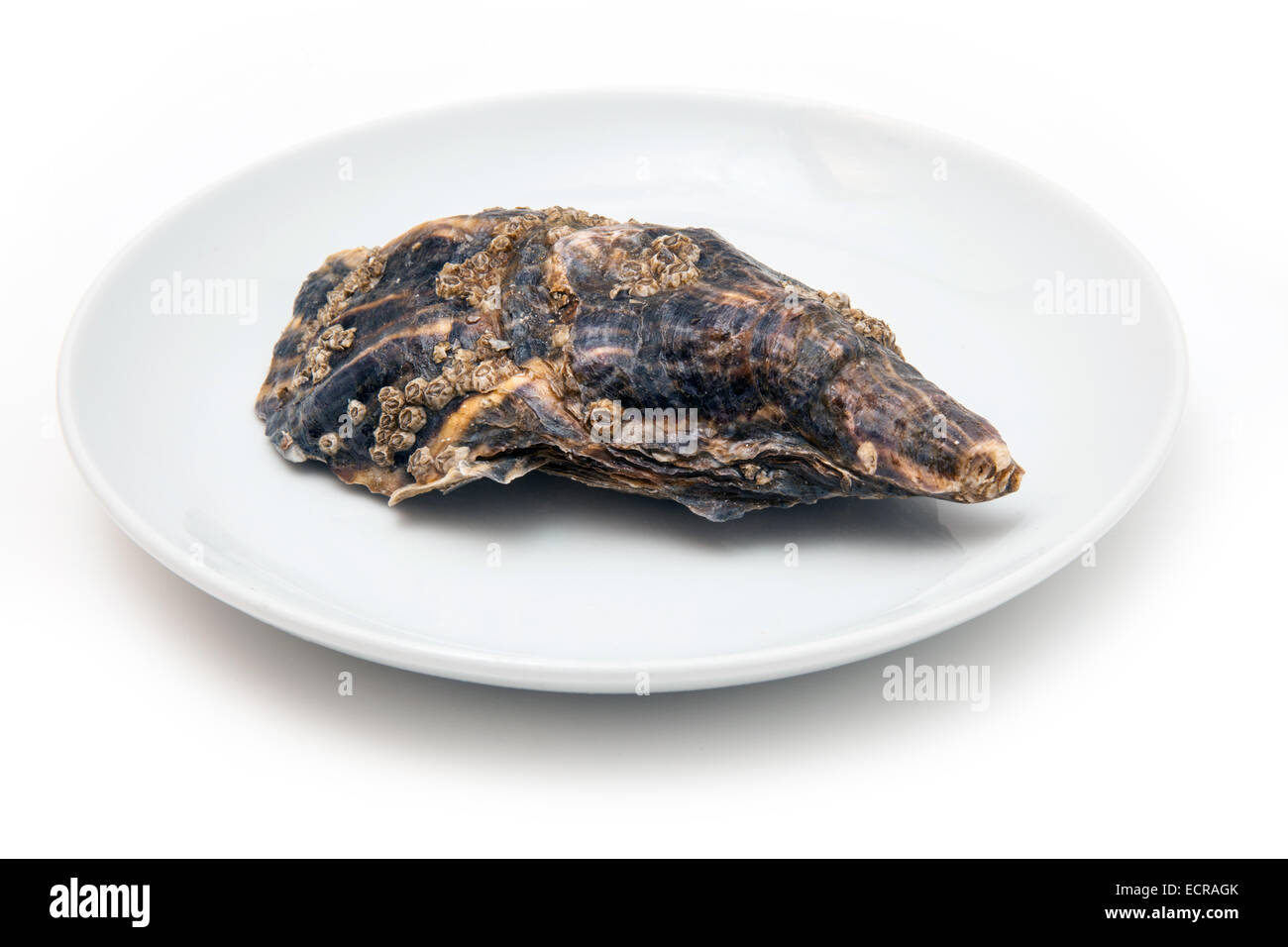 Oyster isolated on a white background studio. Banque D'Images Oyster isolated on a white background studio. Banque D'Images