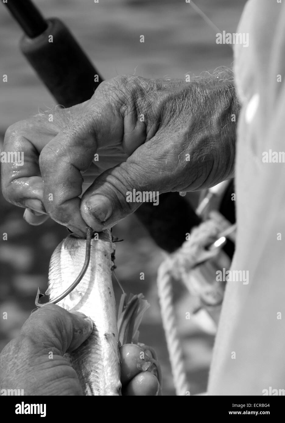 L'appâtage homme un crochet avec un poisson Banque D'Images