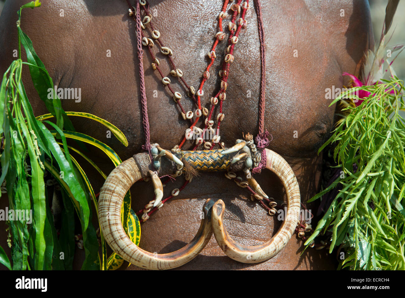 En Mélanésie, la Papouasie-Nouvelle-Guinée, région de la rivière Sepik, Murik Lakes, Karau Village. Un chef de village, tusk necklace détails. Banque D'Images