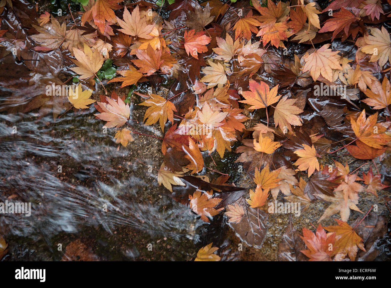 Couleurs de l'automne japonais, le Japon. Banque D'Images