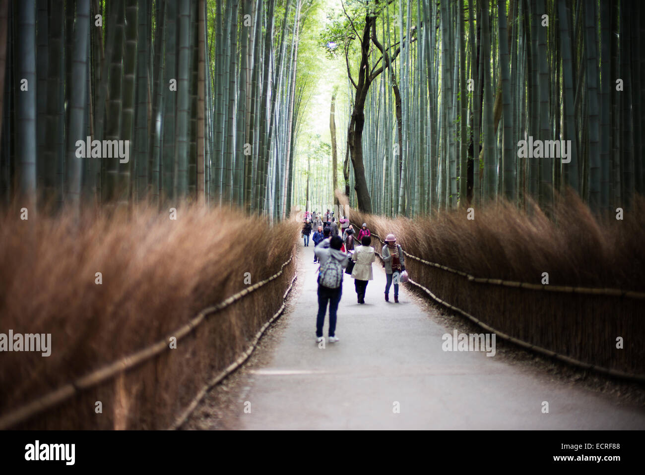 Bamboo grove à Arashiyama, Kyoto, Japon. Banque D'Images