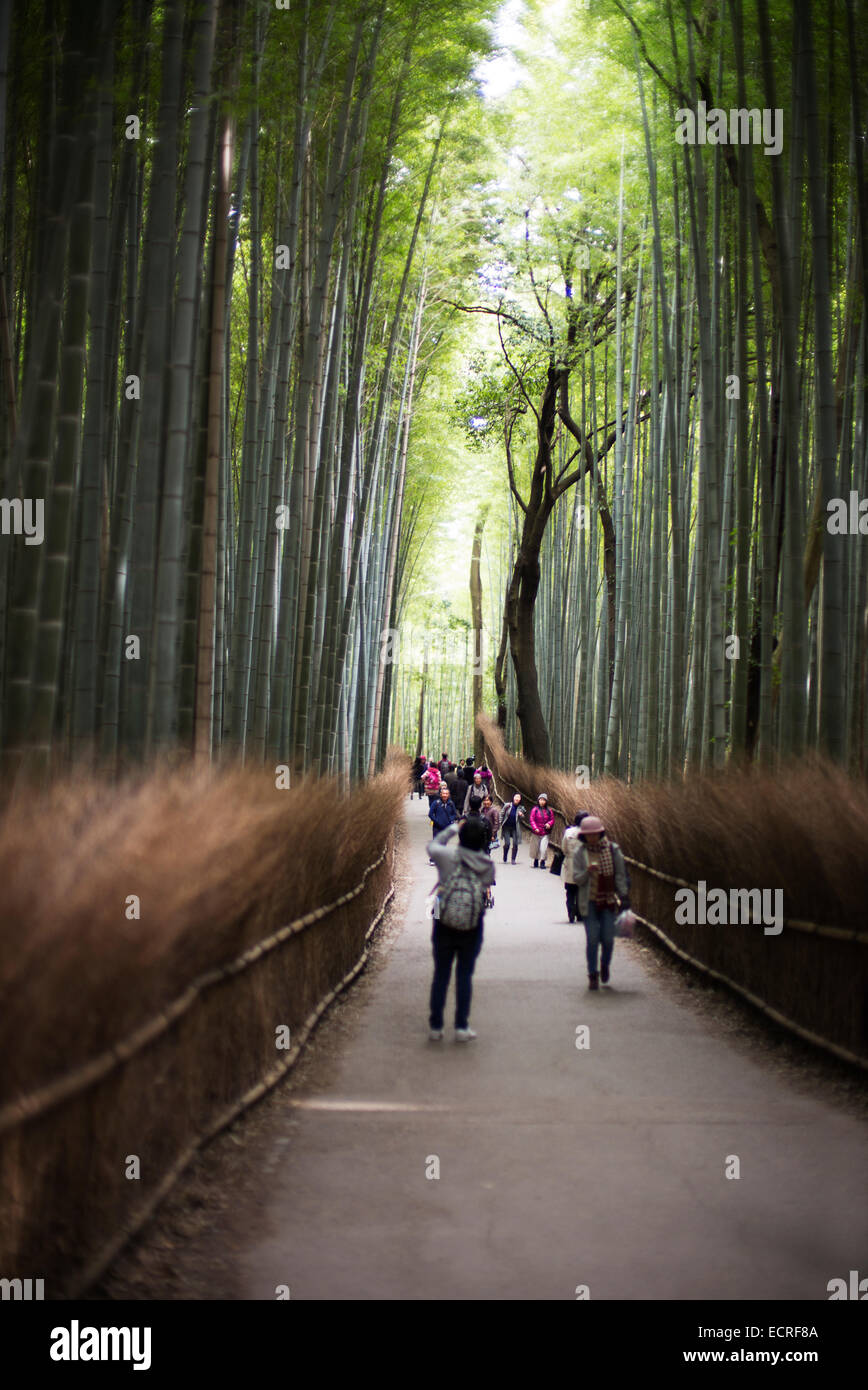 Bamboo grove à Arashiyama, Kyoto, Japon. Banque D'Images