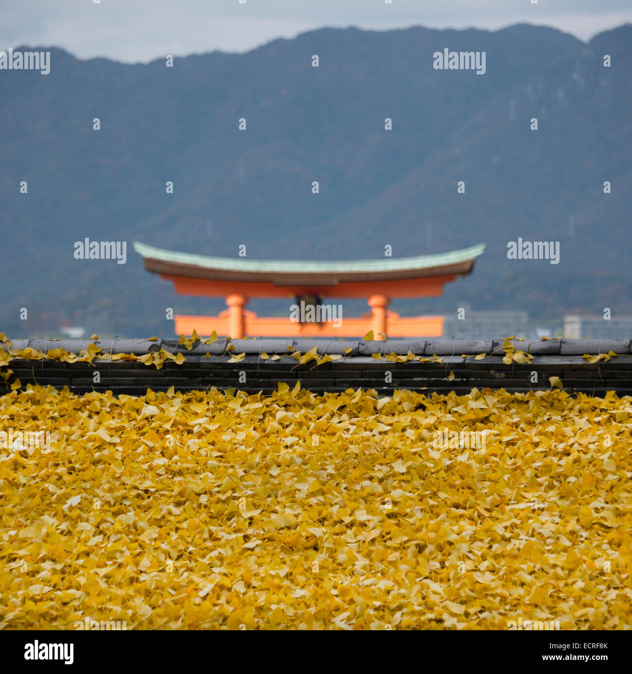 Feuilles de ginkgo japonais sur le toit d'un temple à Miyajima, Japon. Banque D'Images