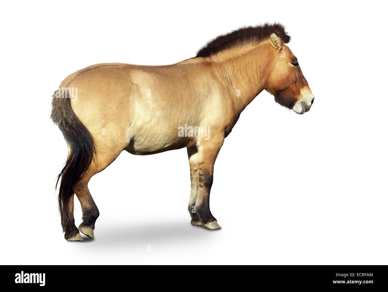 Przewalski cheval sauvage primitif, Equus przewalsk,full body isolated on white Banque D'Images