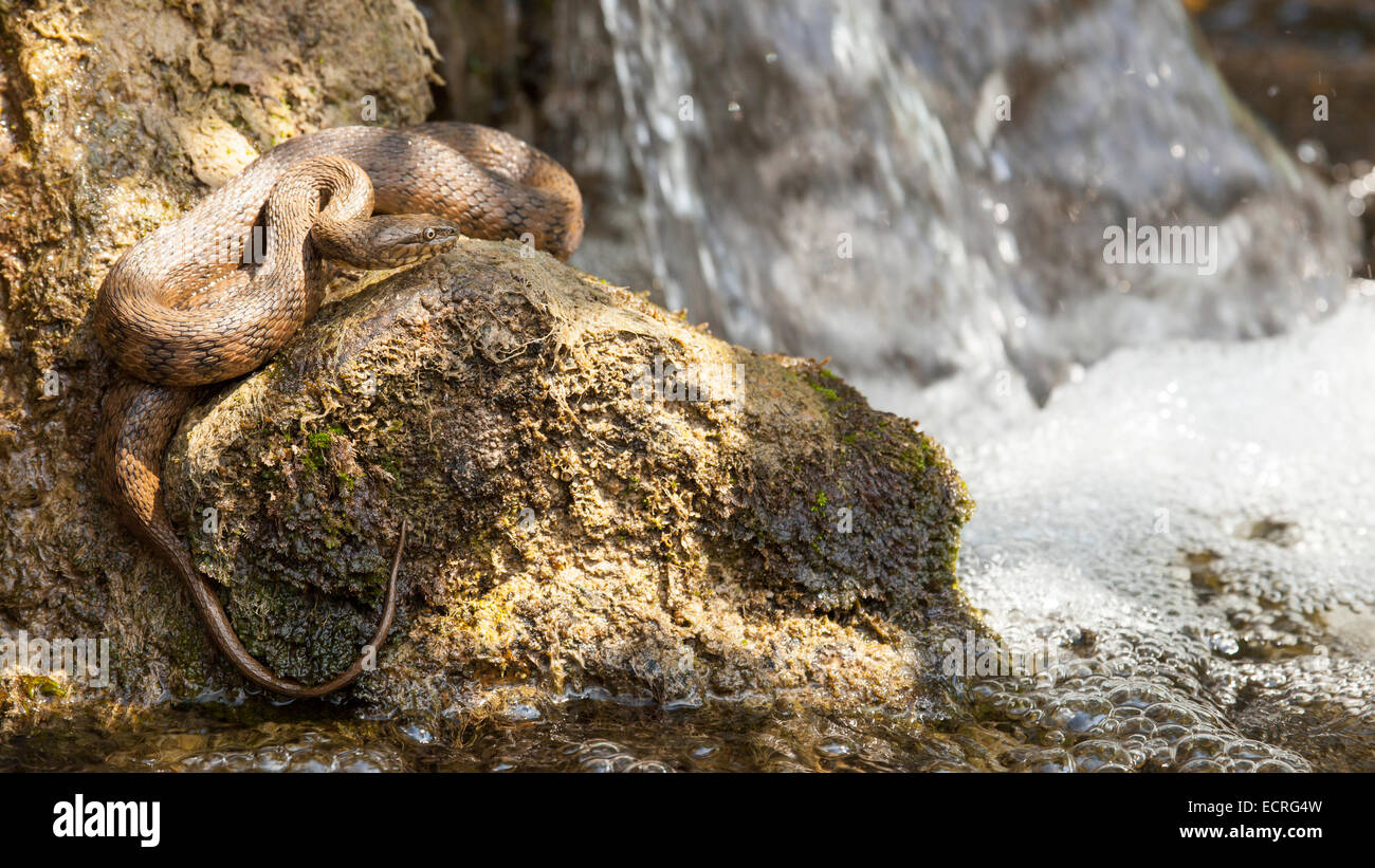 Viperine serpent d'eau sur un rocher près de waterfall Banque D'Images