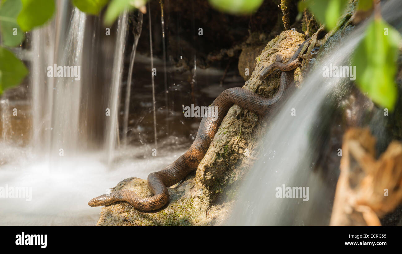 Deux viperine snake avec des chutes d'eau Banque D'Images