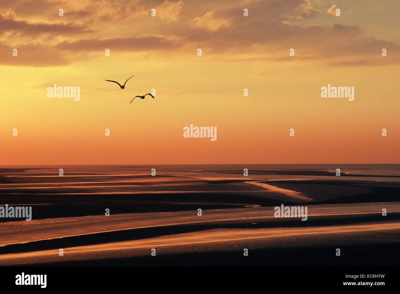 Flying seagulls silhouettes sur la baie au crépuscule Banque D'Images