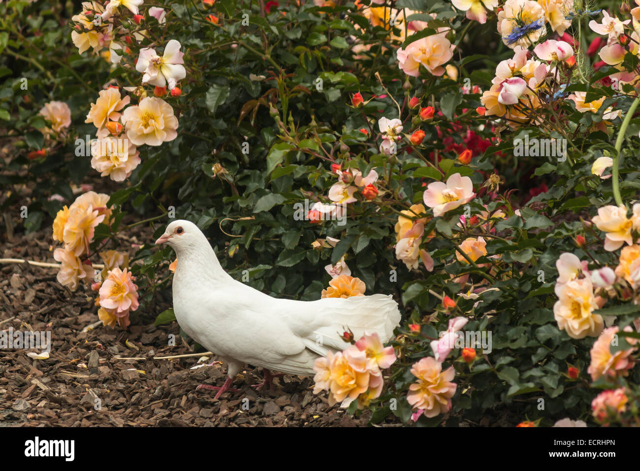 Colombe blanche au lit de roses Banque D'Images