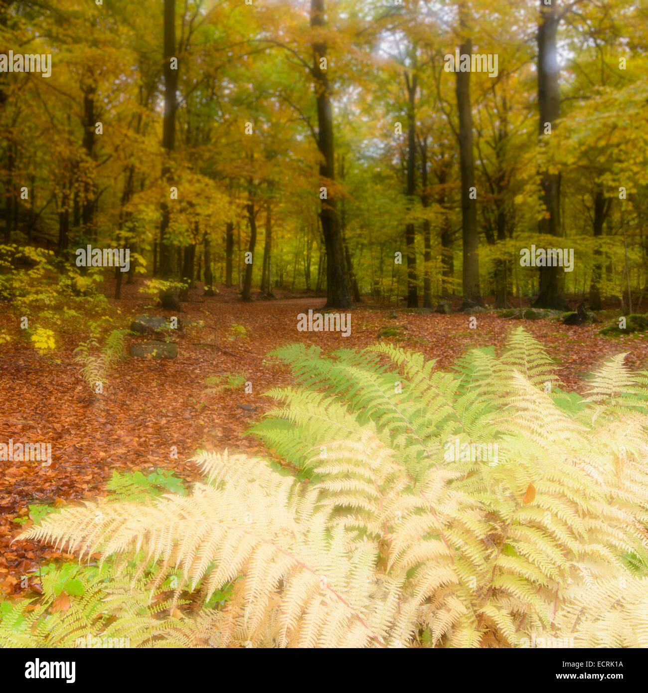 Les feuilles tombées et une fougère dans une forêt en automne Banque D'Images