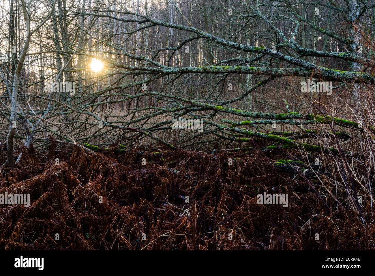 Lumière du soleil à travers un enchevêtrement de branches et de sous-bois dans une forêt Banque D'Images