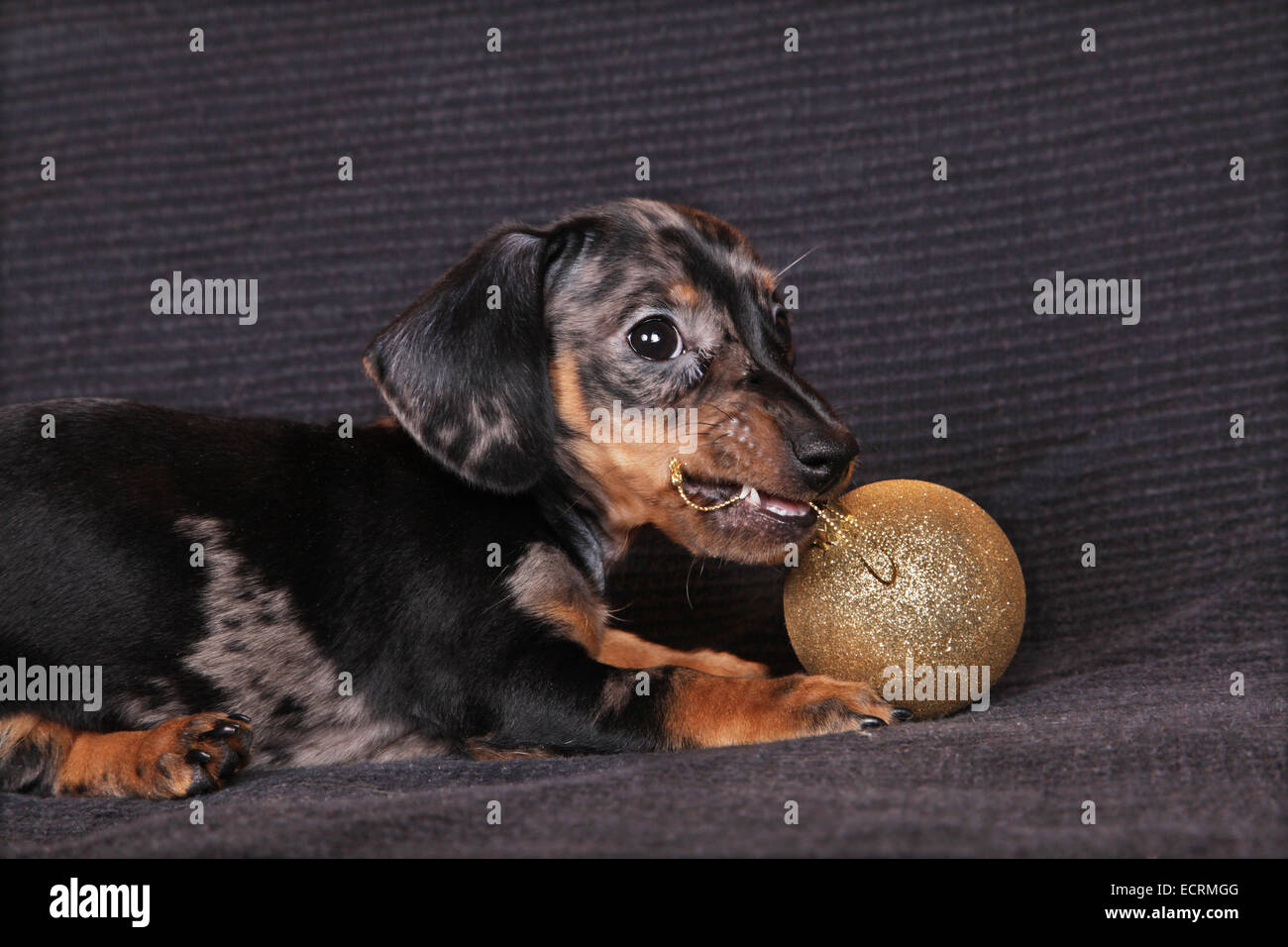 Chiot teckel jouer avec les boules du Nouvel An. Banque D'Images