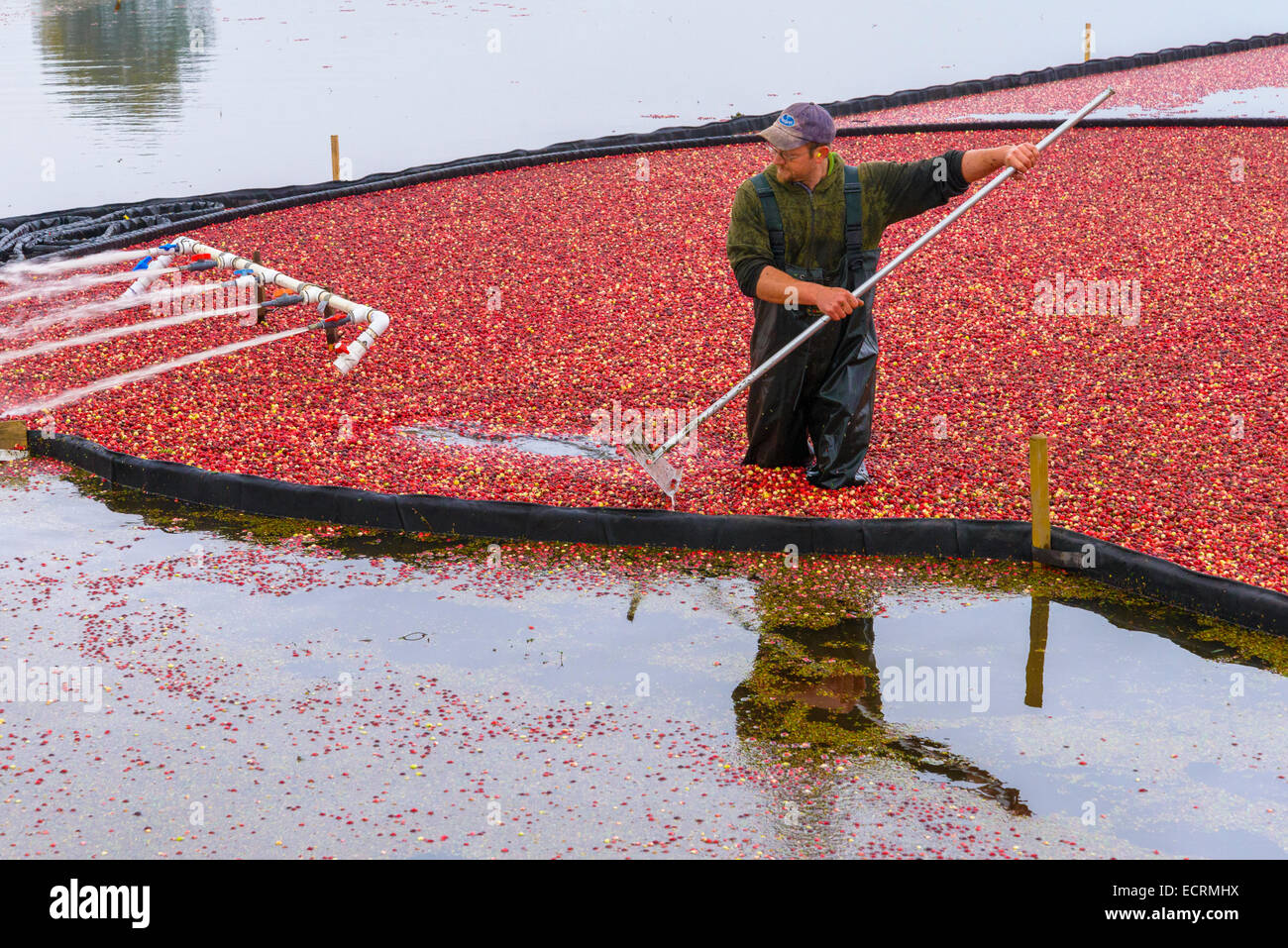 La récolte de la canneberge, Keefer fermes, Richmond, British Columbia, Canada Banque D'Images