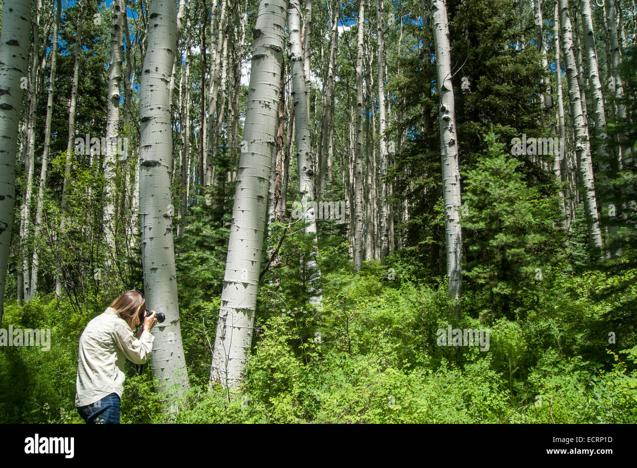 Young woman photographing Aspen Tree forest Banque D'Images