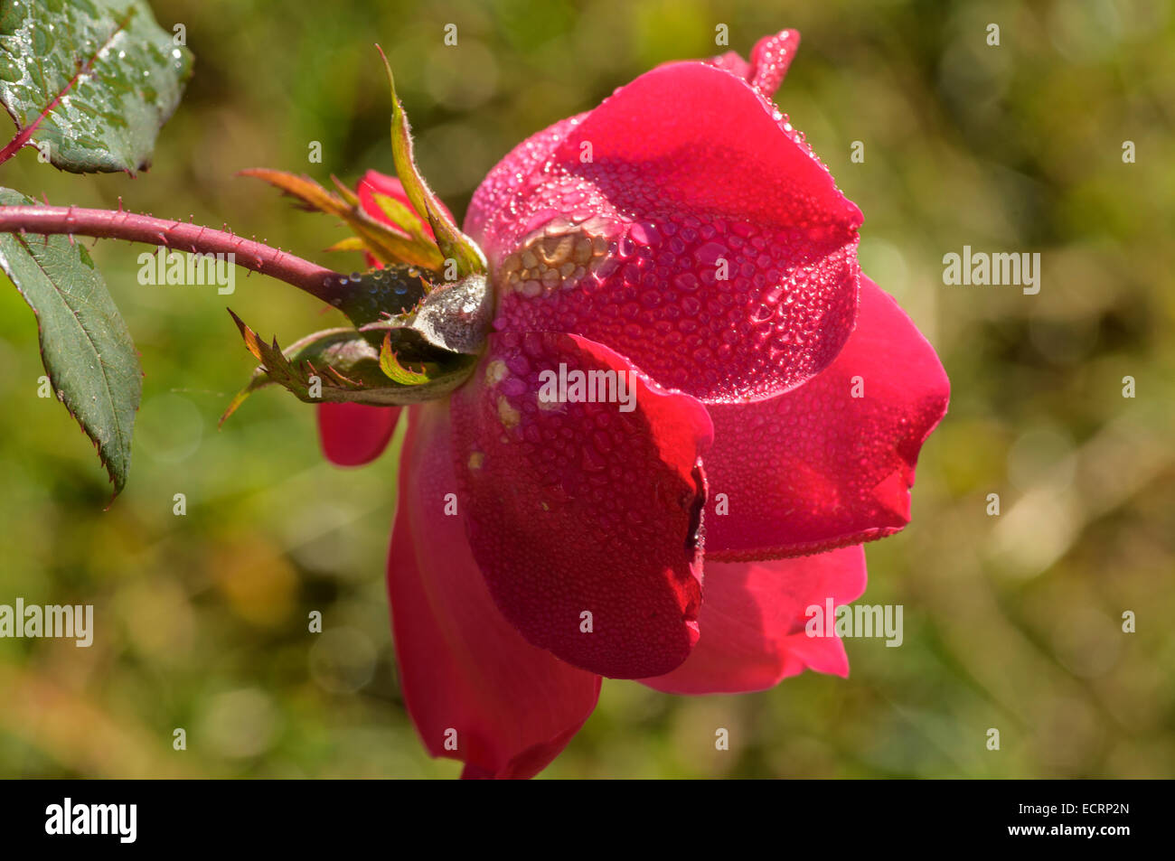 Gouttes d'eau sur jardin rose Banque D'Images