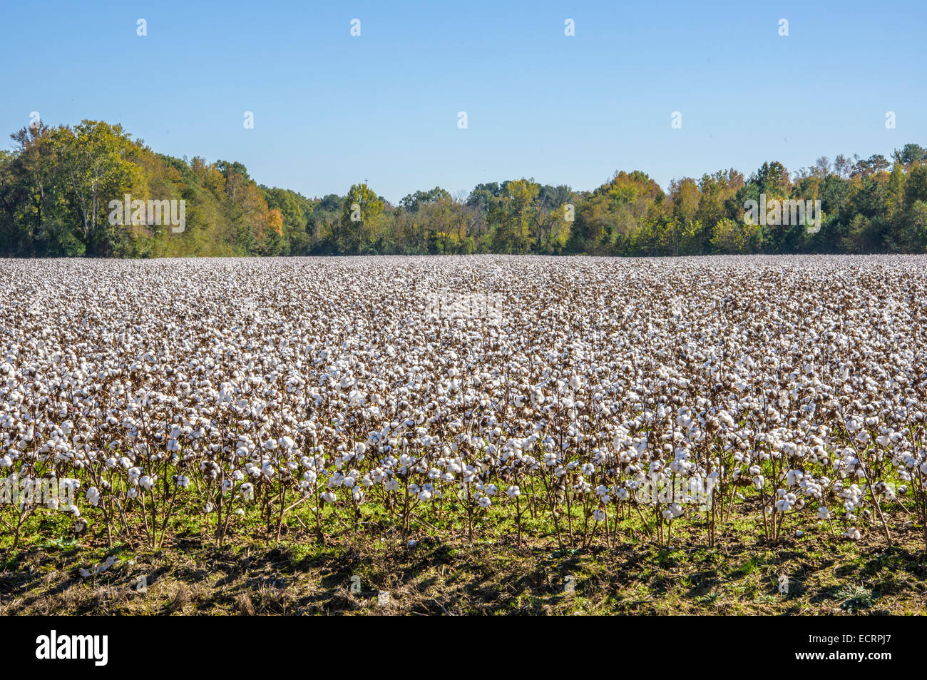 Champ de coton dans les régions rurales de Virginie, USA Banque D'Images