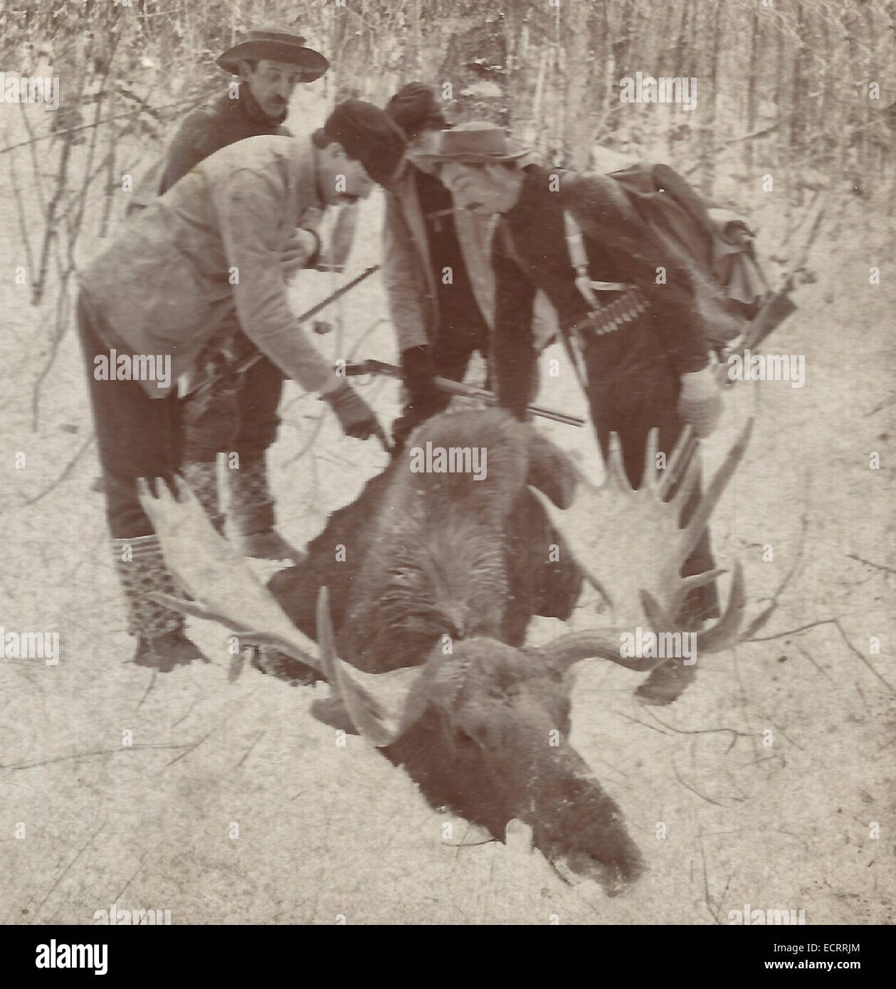 Les chasseurs à l'orignal avec un kill, vers 1900 Banque D'Images