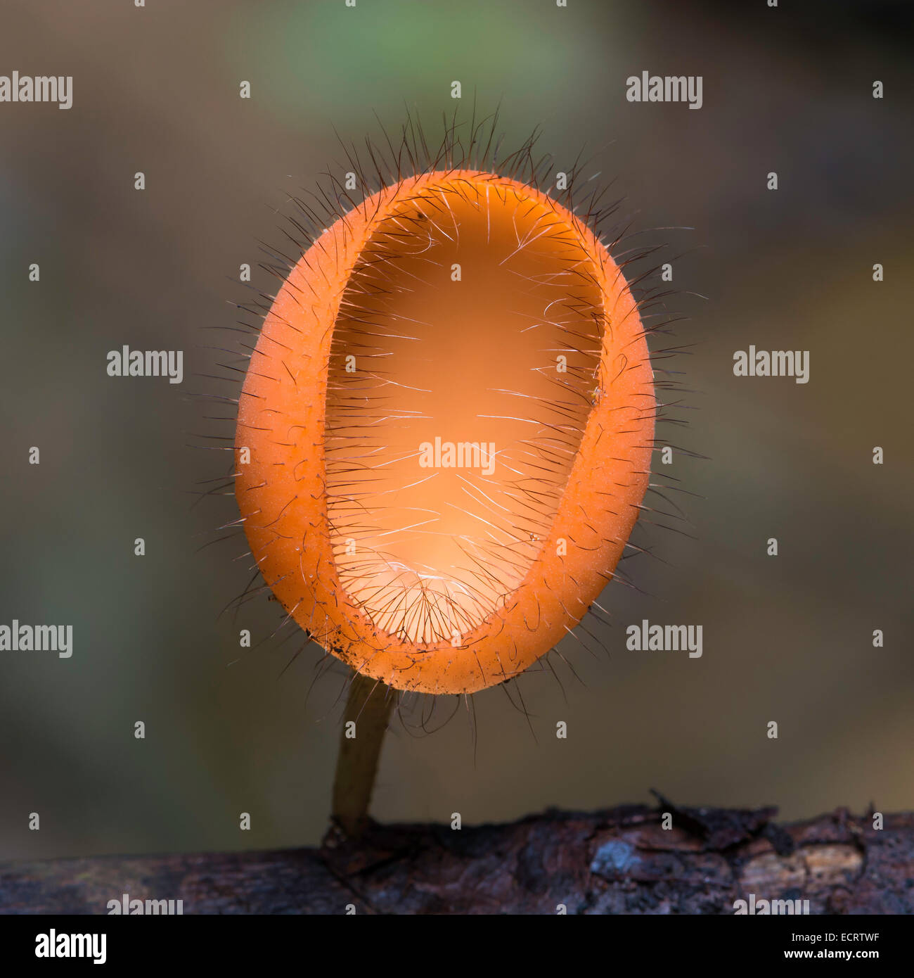 Belle robe orange, champignons, champignons dans la nature de la forêt tropicale Banque D'Images