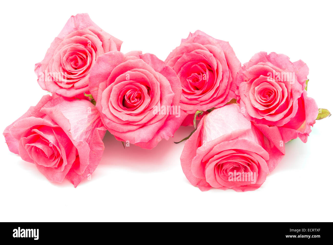 Belle rose rose isolé sur fond blanc Banque D'Images