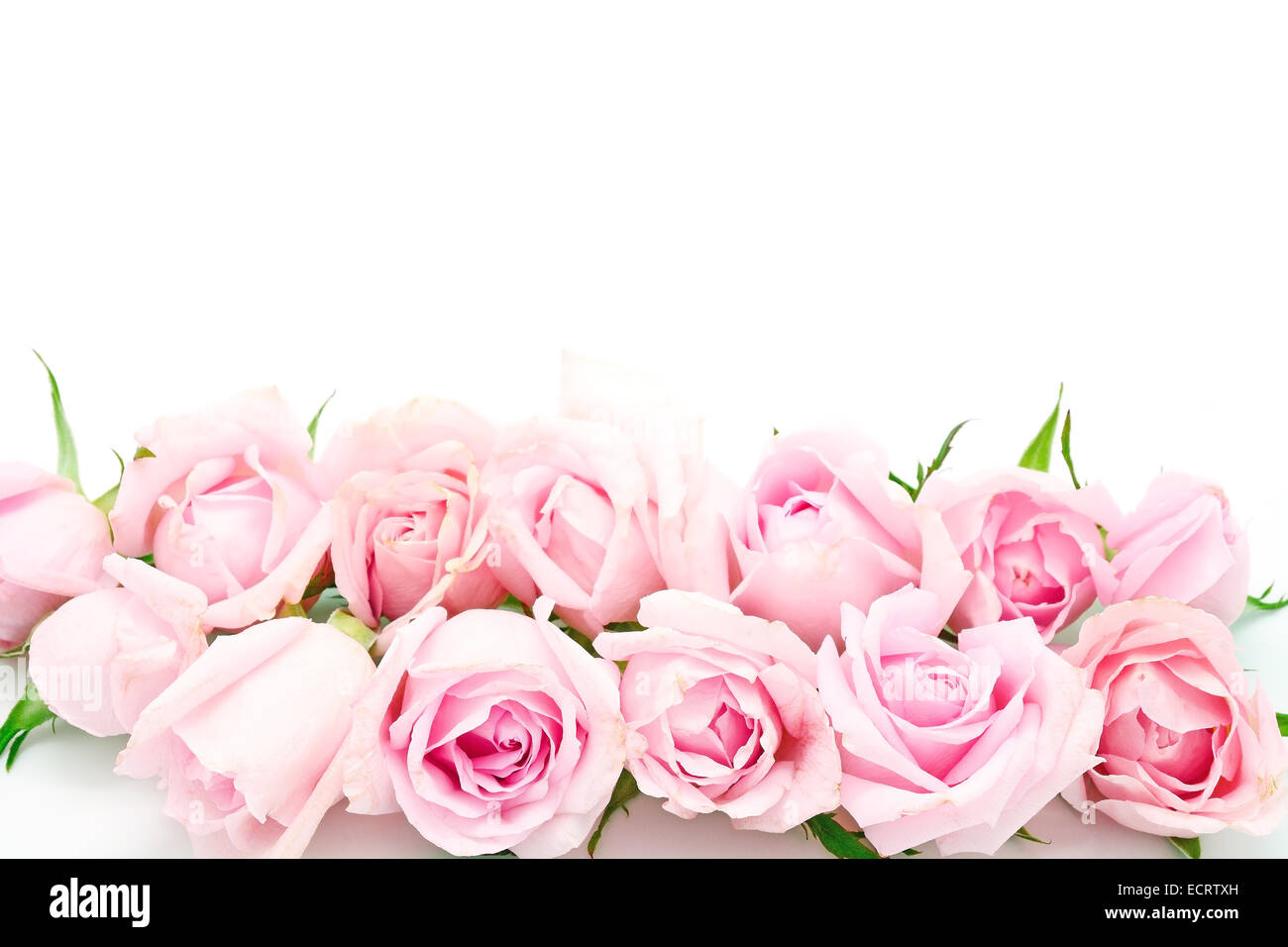 Belle rose rose isolé sur fond blanc Banque D'Images