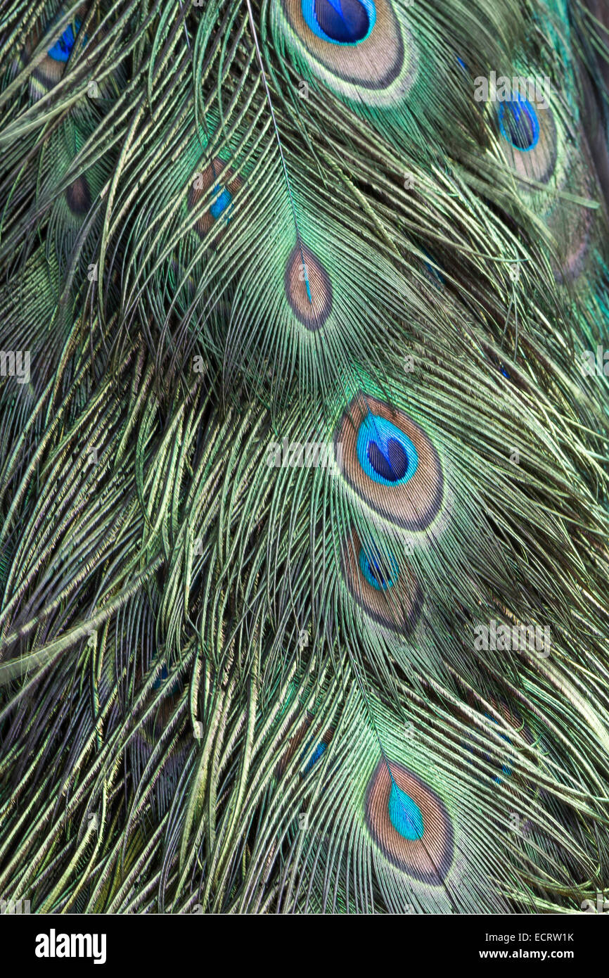 Le plumage de l'oiseau bleu et vert, vert peacock feathers, texture background Banque D'Images