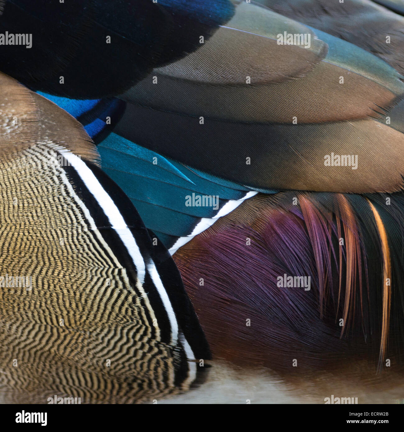 Les plumes de Canard, mâle Canard branchu (Aix sponsa) plumes, texture background Banque D'Images