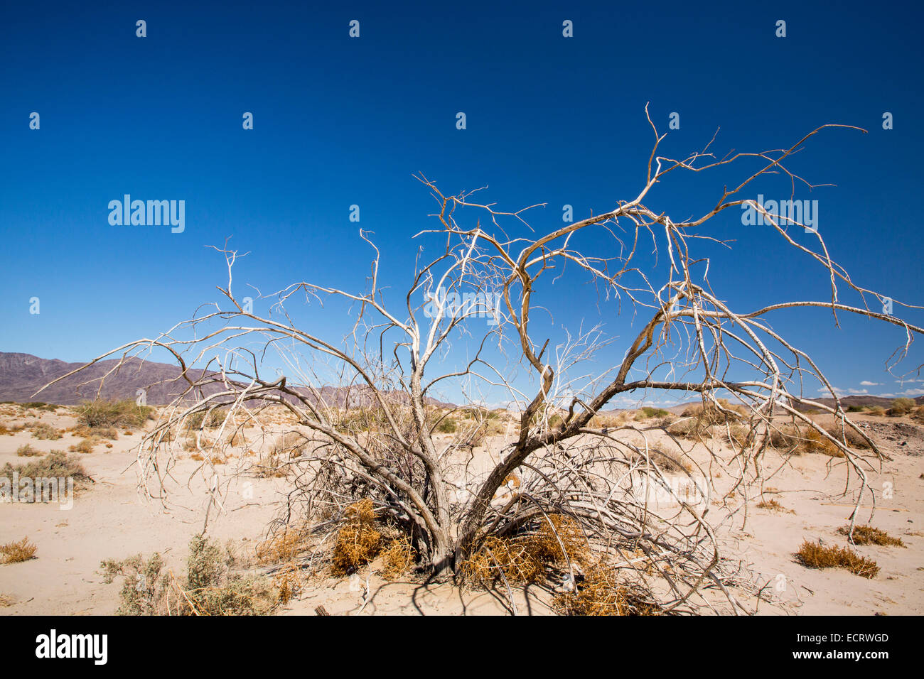 Bush morte dans le désert de Mojave en Californie, USA. Banque D'Images