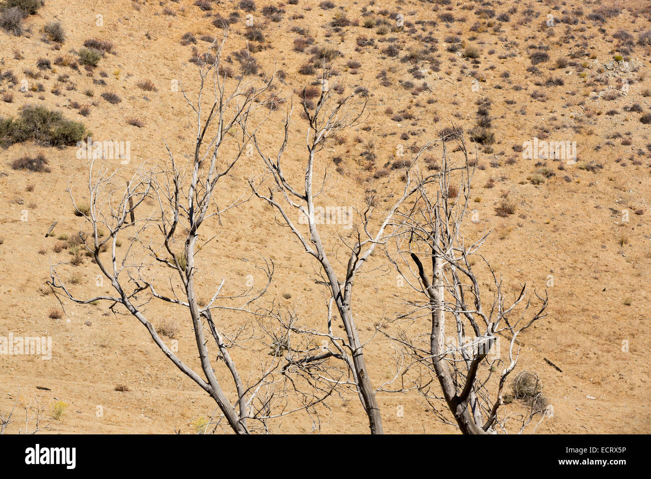 Terre de la sécheresse en raison de la sécheresse catastrophique en Californie. USA. Banque D'Images