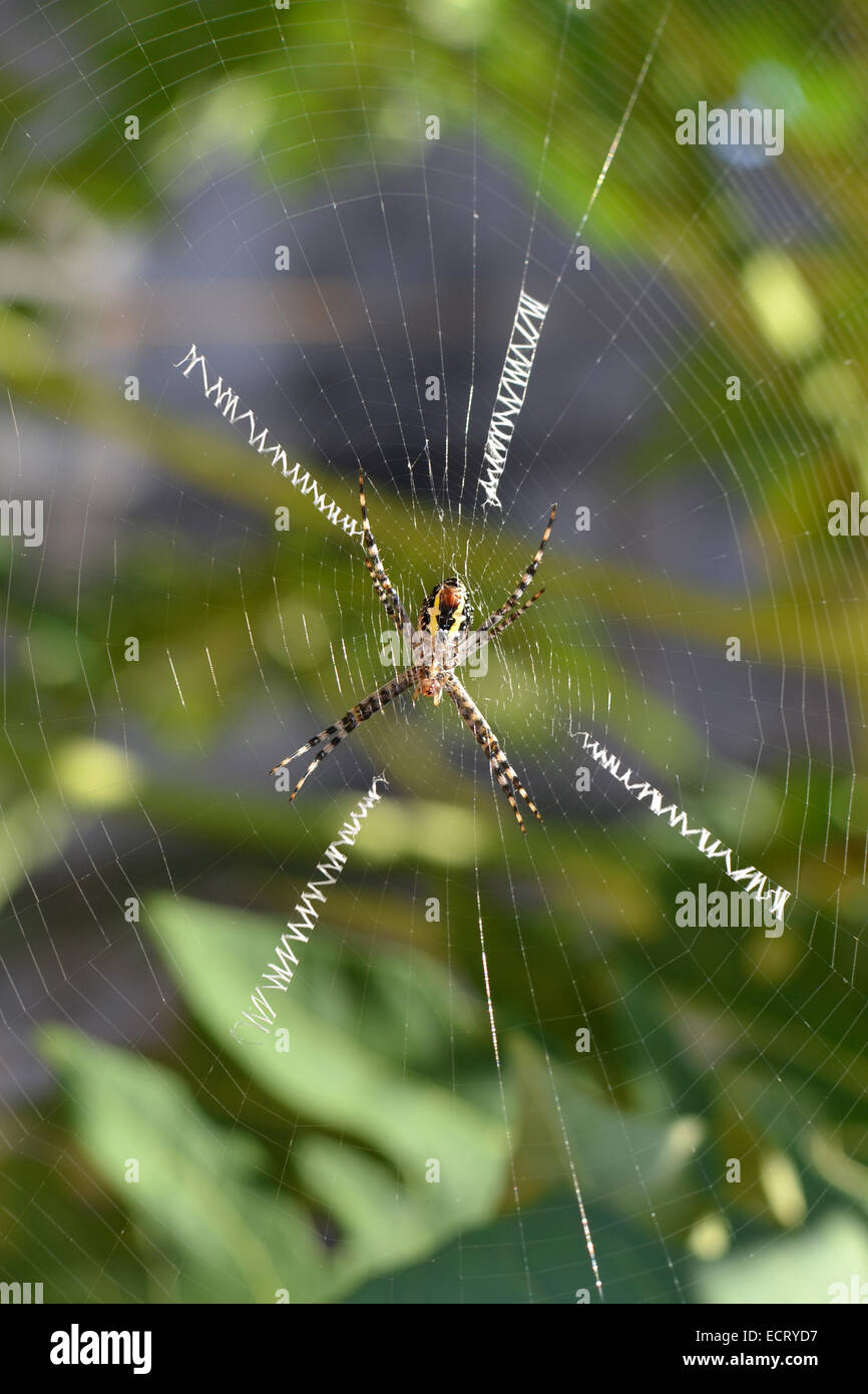 Femme Argiope trifasciata AKA Spider Argiope bagués avec web géant et quatre lignes sur piste attention un arbre Banque D'Images