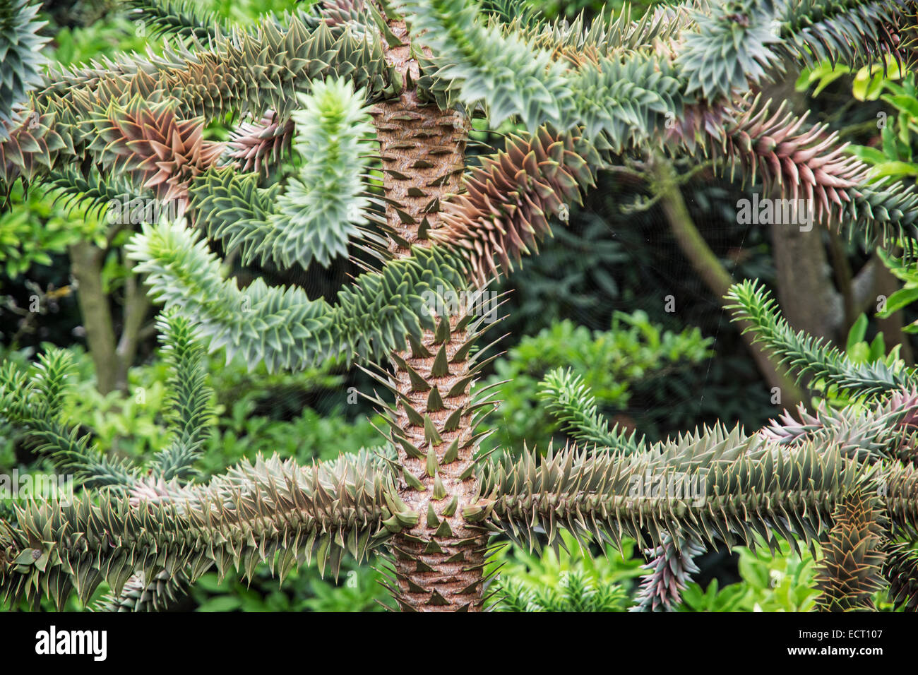 Araucaria araucana (communément appelé le singe monkey puzzle tree, arbre de queue, pin du Chili, ou Pehuen). Banque D'Images