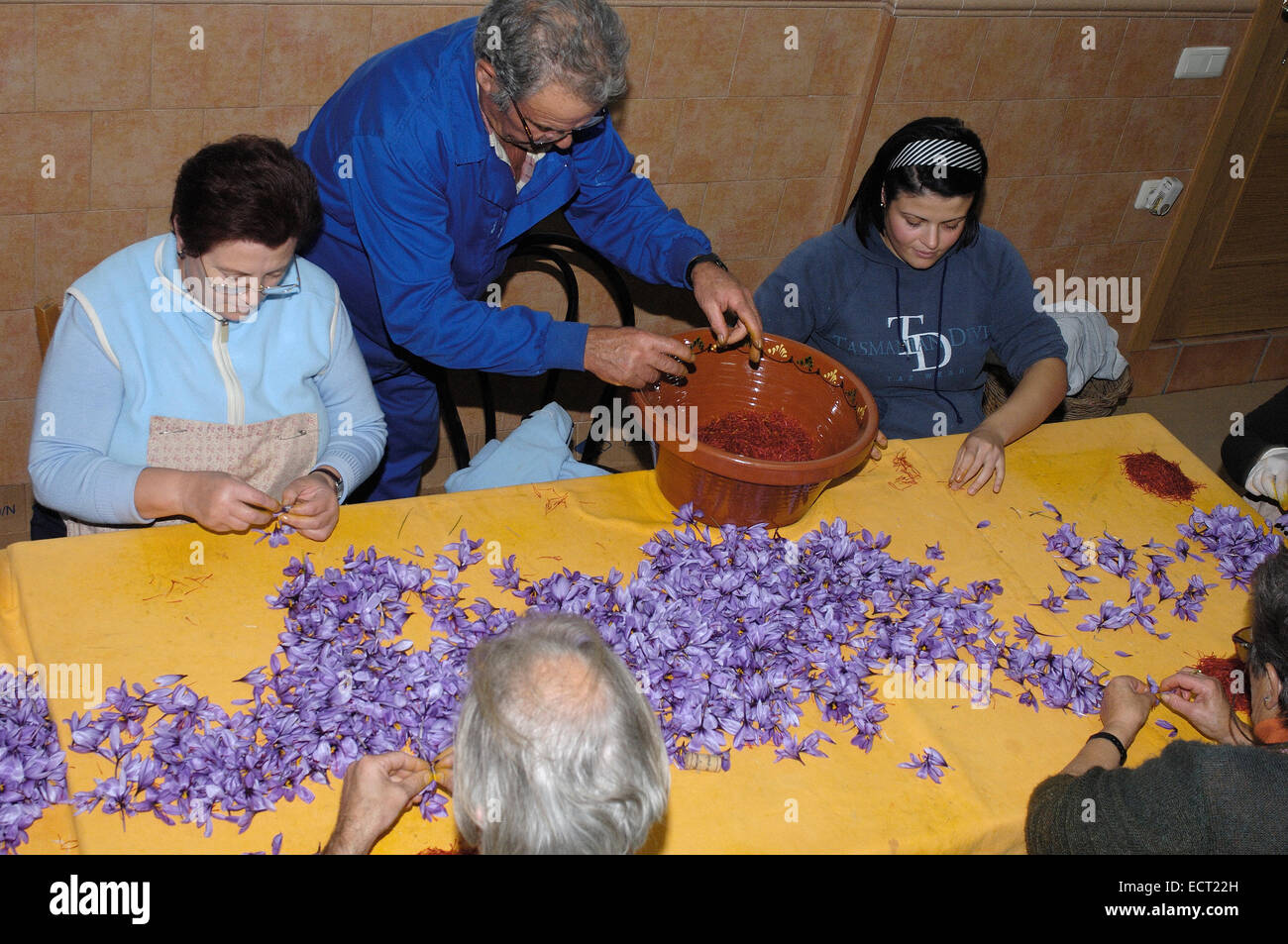 L'extraction de la fleur de safran stigmates, Madridejos, province de Tolède, Castille la Manche, Espagne, Europe Banque D'Images