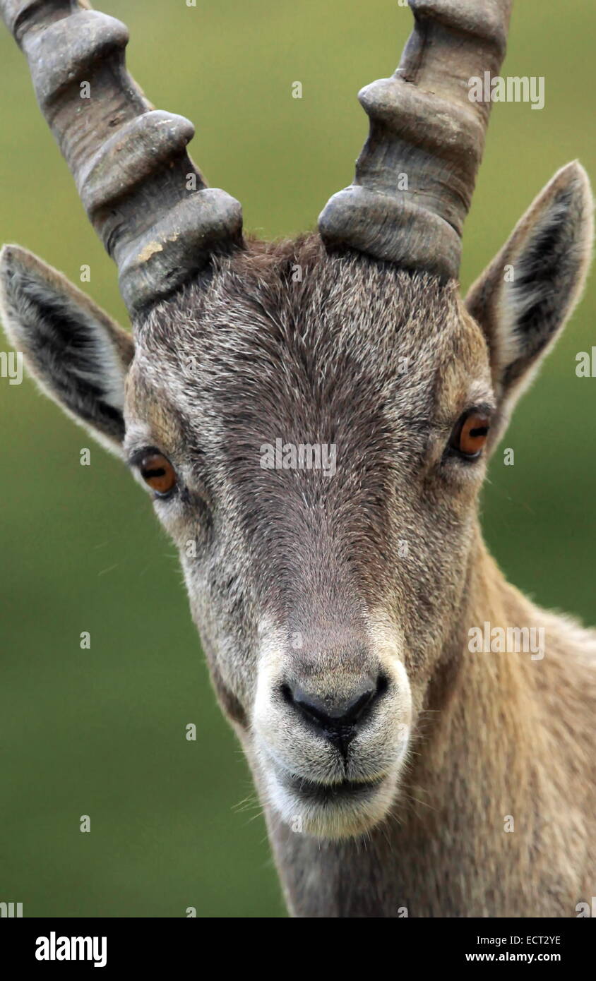 Homme de Bouquetin des Alpes (Capra ibex) ou steinbock portrait dans la montagne des Alpes, France Banque D'Images