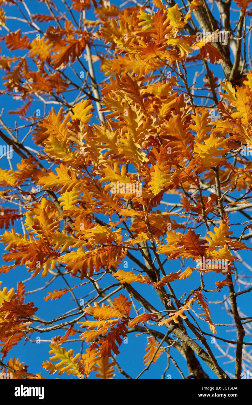 Gros plan sur l'automne les feuilles de chêne rouge et fond de ciel bleu Banque D'Images