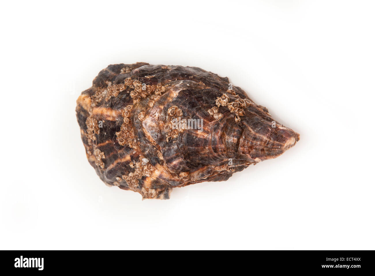 Grand oyster isolated on a white background studio. Banque D'Images Grand oyster isolated on a white background studio. Banque D'Images