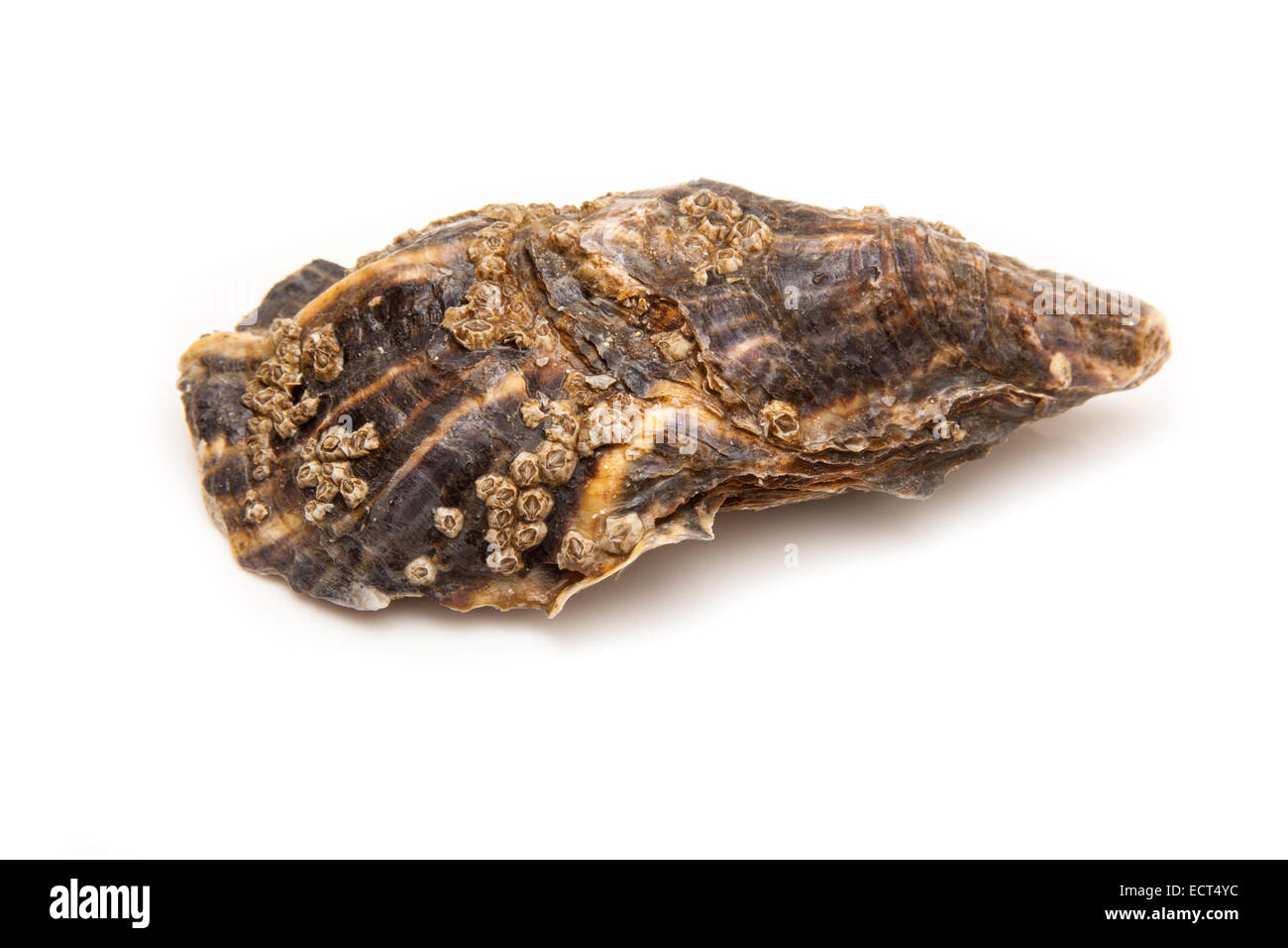 Grand oyster isolated on a white background studio. Banque D'Images Grand oyster isolated on a white background studio. Banque D'Images